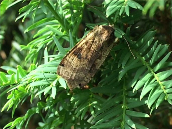 Hausmutter ( Noctua pronuba ) : Moers, in unserem Garten, 19.07.2007